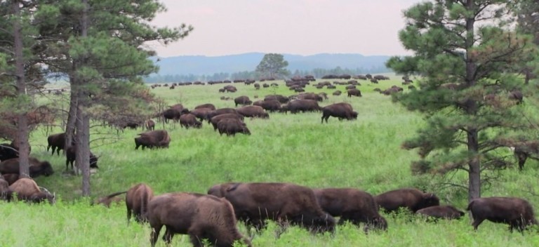 Bisons du Dakota du sud