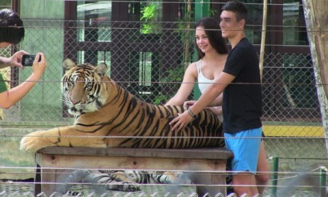 Les tigres au Tiger Kingdom