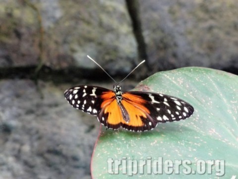 Papillons rares et beau
