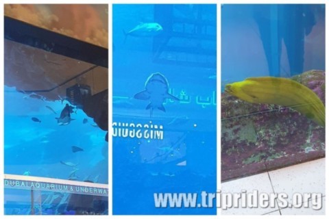 aquarium géant de Dubaï.