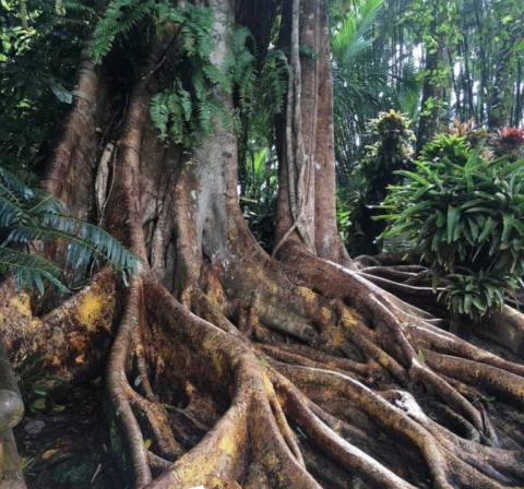 Ficus étrangleur