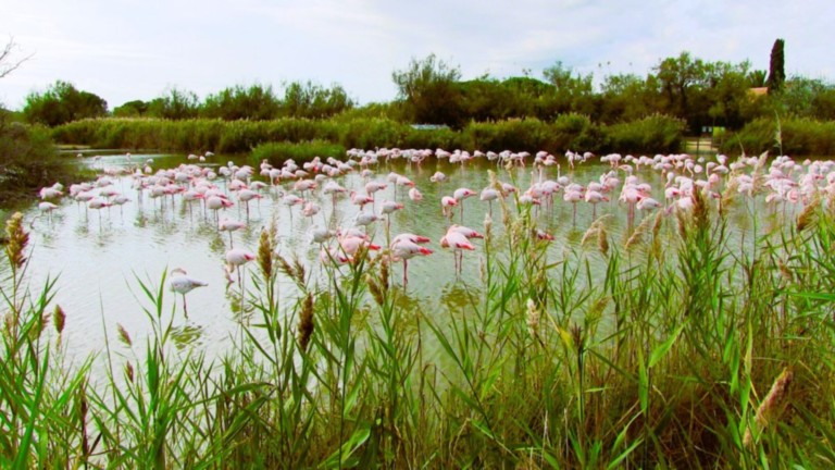 Flamands roses de Camargue