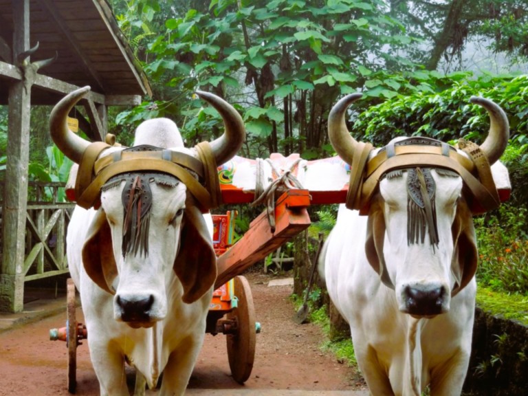 Cascade de Fortuna Cascade de Fortuna au centre