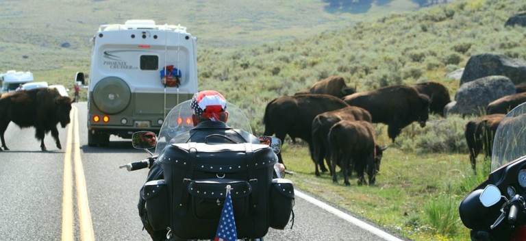 Bisons confrontés aux touristes
