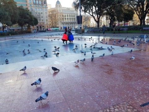 Place de Catalogne et ses pigeons