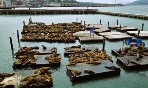 Pier 39 otaries