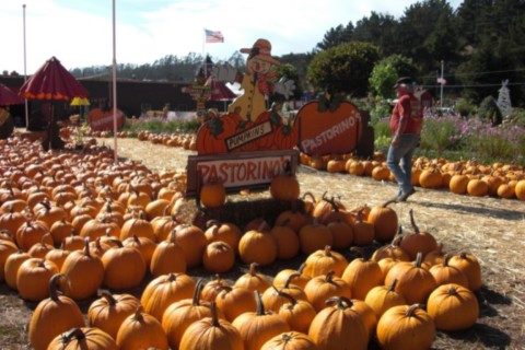 Champ de citrouilles a San Francisco