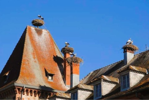 Cigognes sur cheminées en Alsace