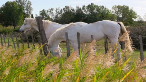 Camargue incontournable