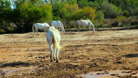 Camargue incontournable Chevaux camarguais