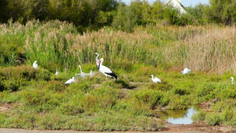 Camargue incontournable