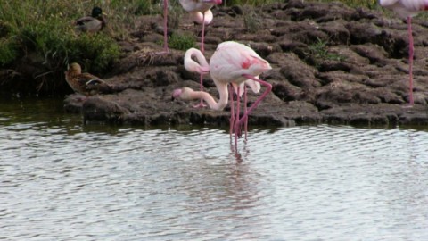 Camargue incontournable