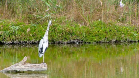Camargue incontournable
