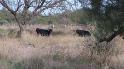 Camargue incontournable