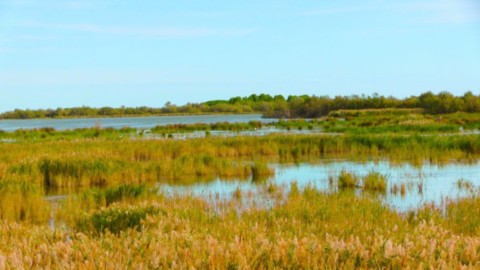 Camargue vue générale