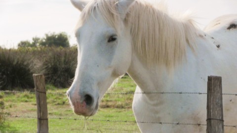 Cheval camarguais