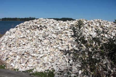 Dechets d'huitres