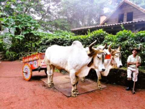 Attelage typique Attelage typique