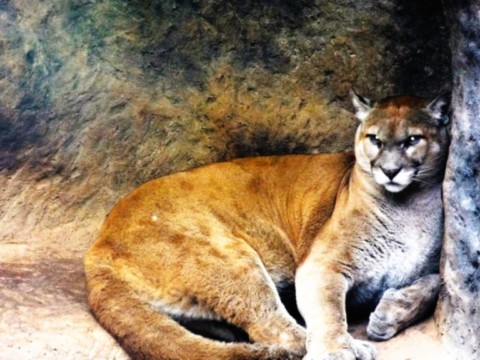 Faune etonnante ici un puma Faune etonnante ici un puma