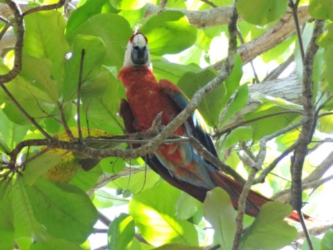 Faune du Costa Rica