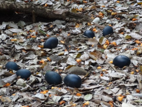 Ponte des tortues Ponte des tortues