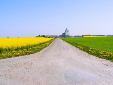 Champ de colza bio danois