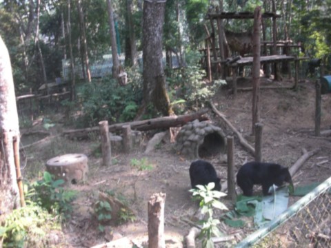 Paturage des ours à colliers