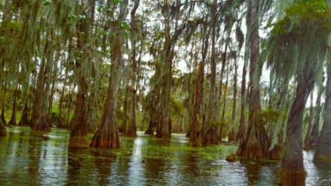 Bayou du lac Martin