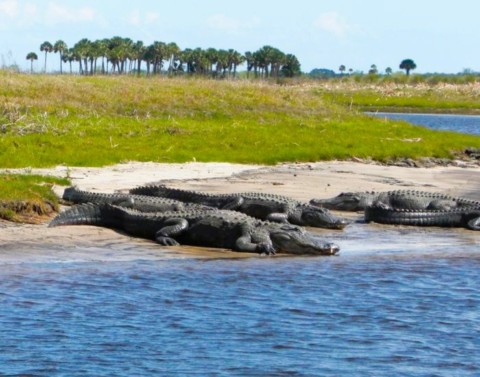 Alligators des Evarglades