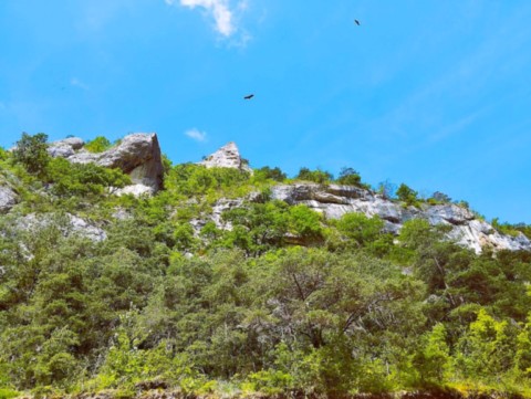 La maison des vautours