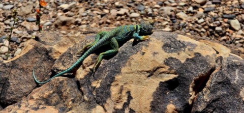 Lézard vert de Monumeny Valley