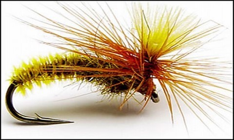 Splendide mouche artificielle