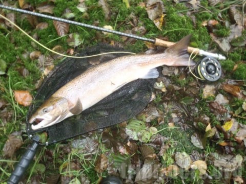 Saumon de Bretagne a la mouche