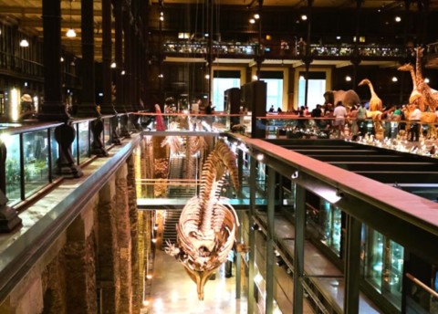 Grande galerie de l'évolution