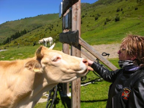 Vache dans les hauteurs pyrénéenes