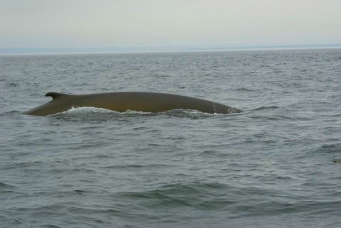 baleine du Saint Laurent