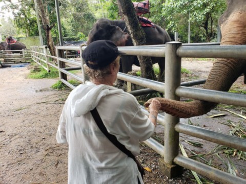 Balade à dos d'éléphants