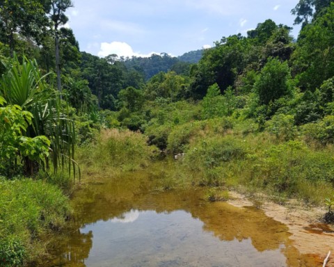 Centre de l'île boisé pour la marche