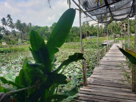 Cuture de nénuphars