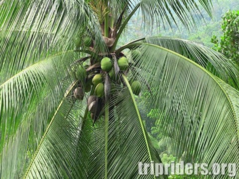Cocotiers dangereux