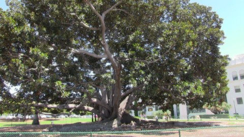 Le plu viex et grand arbre de la ville