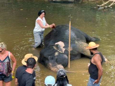 Nettoyage des elephants, la pique est discutable