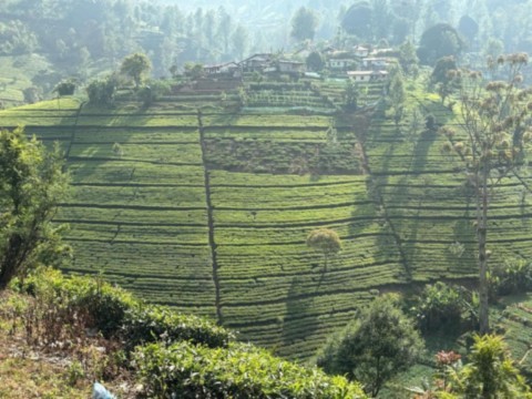Plantation de thé en restanques