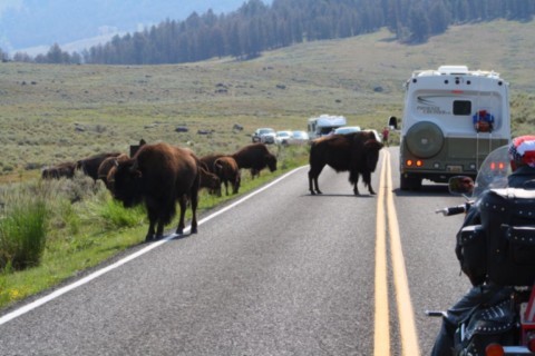 Les bisons bloquent la route
