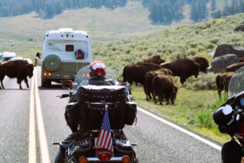 Troupeau de bisons au printemps