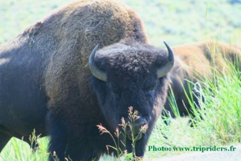 Yellowstone gros bison male