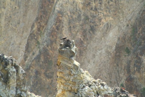 Yellowstone aigle royal au nid